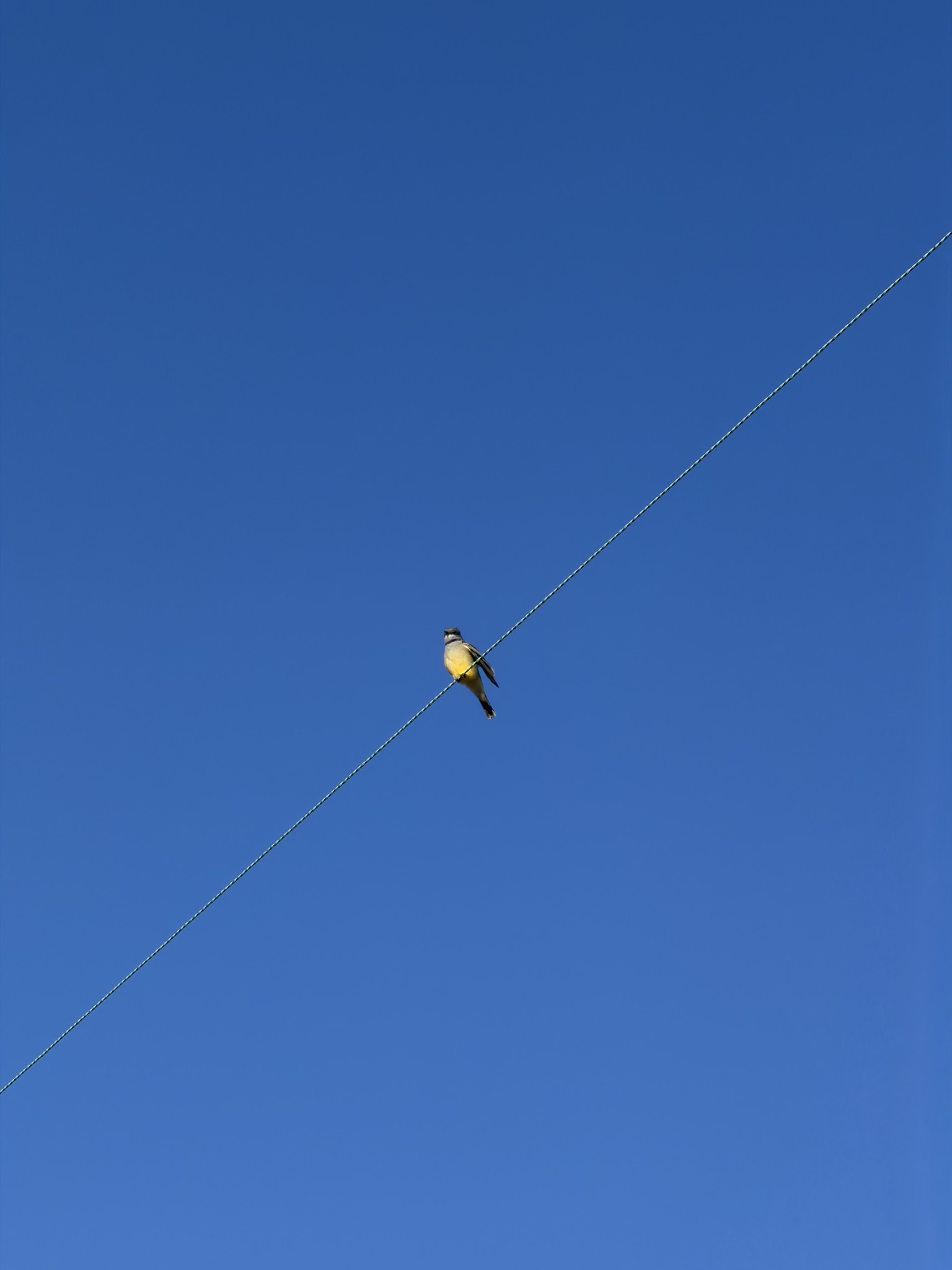 Bird on a wire