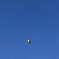Bird on a wire